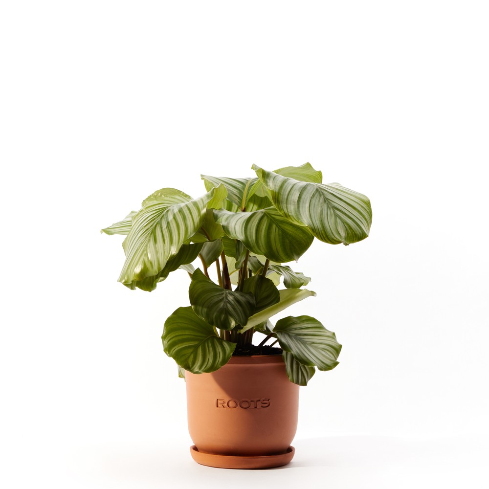 Калатея Орбифолия Калатея Орбифолия