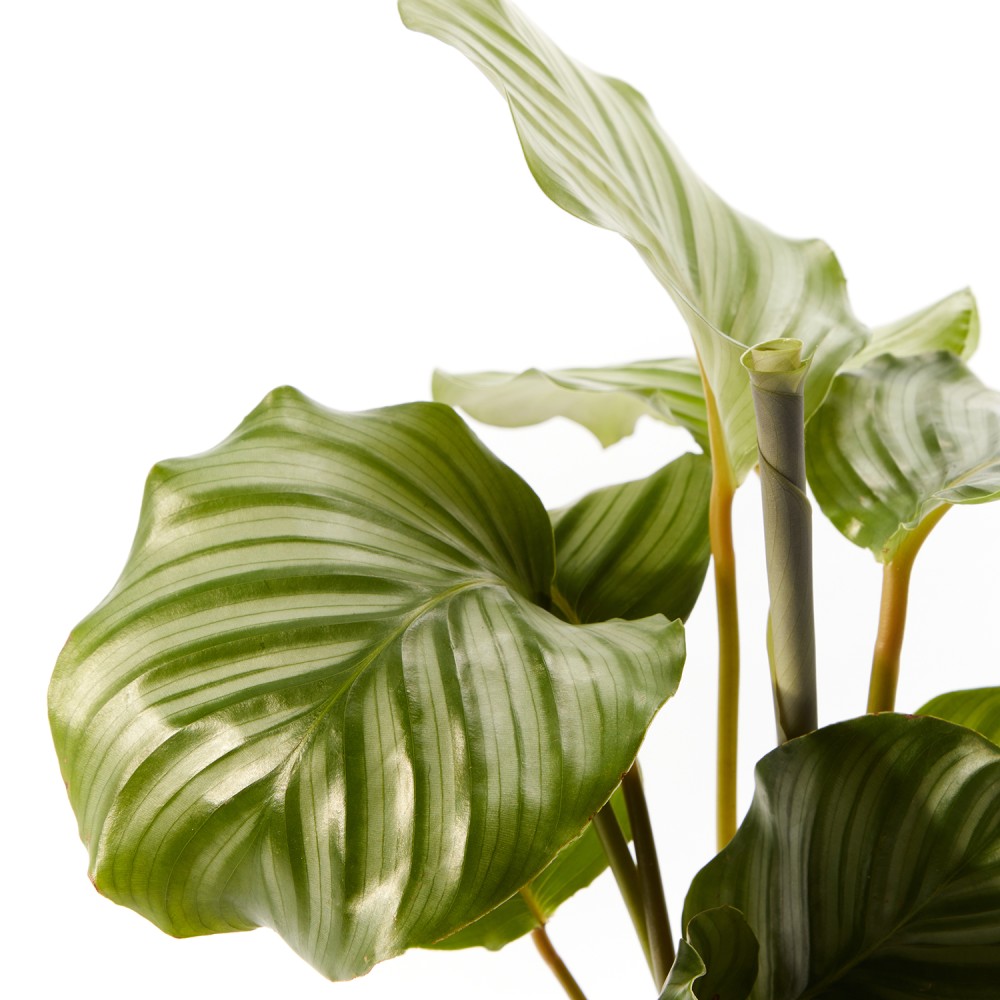 Калатея Орбифолия Калатея Орбифолия