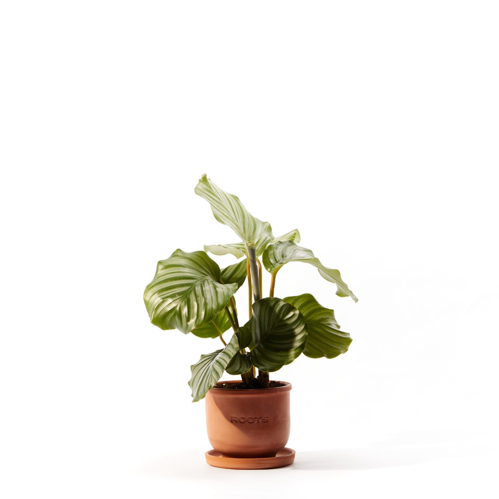 Калатея Орбифолия Калатея Орбифолия