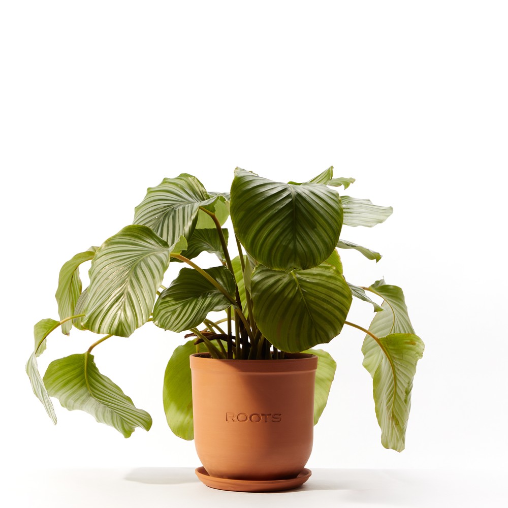 Калатея Орбифолия Калатея Орбифолия