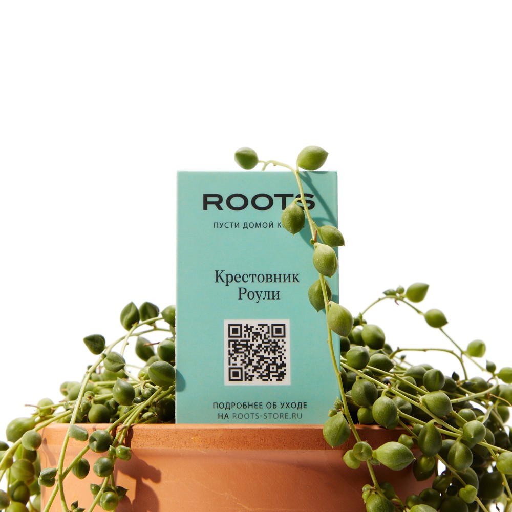 Крестовник Роули Крестовник Роули