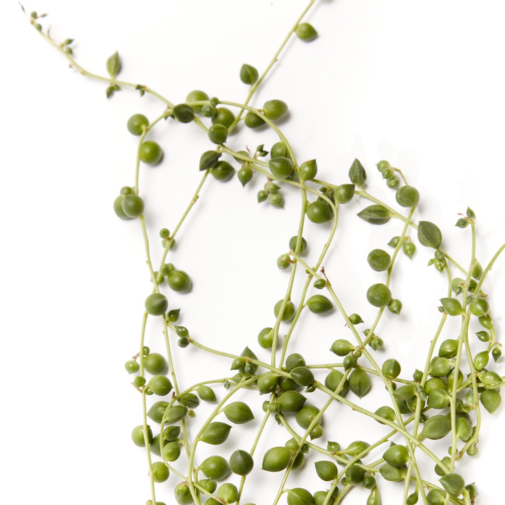 Крестовник Роули Крестовник Роули