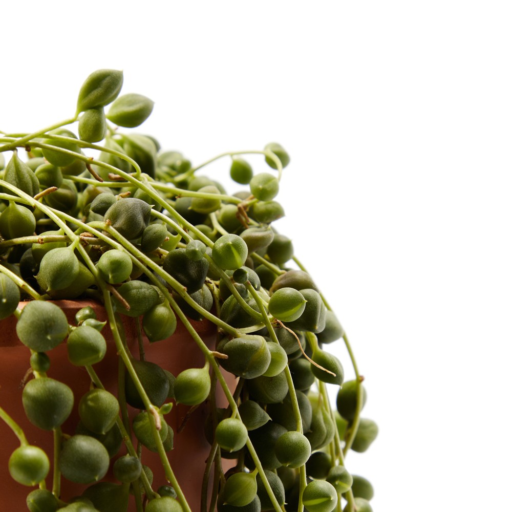 Крестовник Роули Крестовник Роули