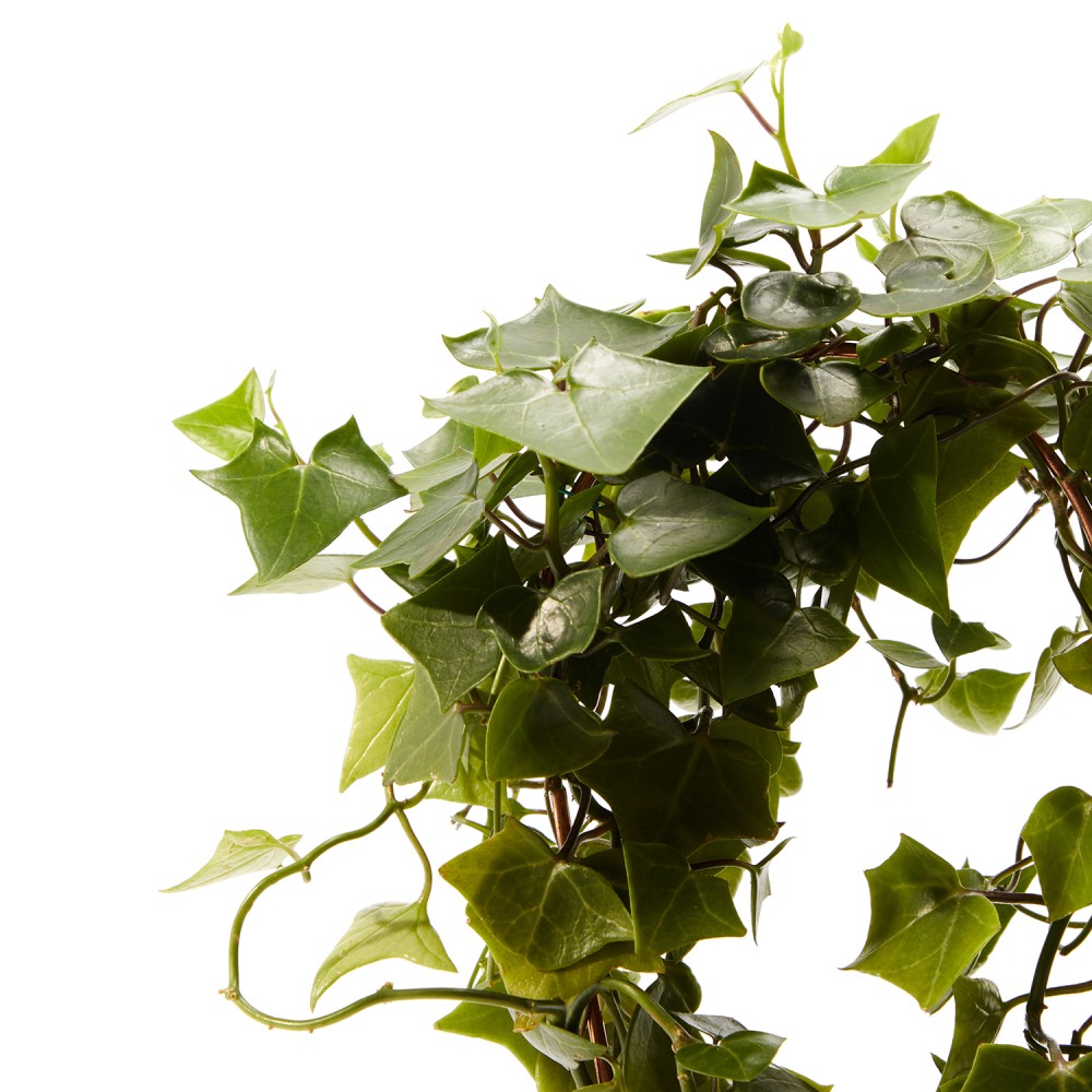 Крестовник Макроглоссус Крестовник Макроглоссус