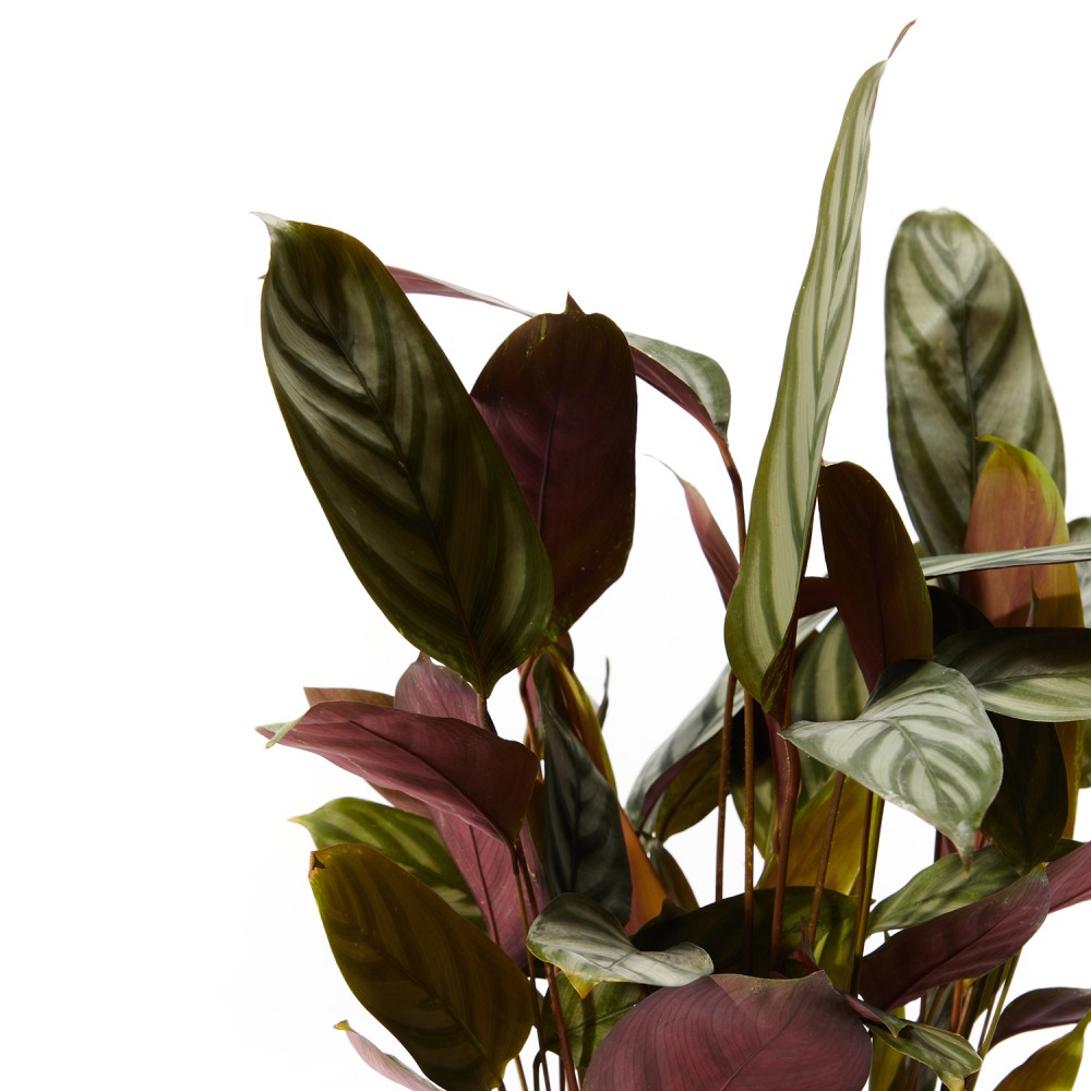 Ктенанта Сетоса Ктенанта Сетоса