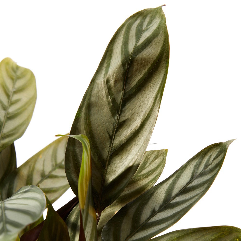 Ктенанта Сетоса