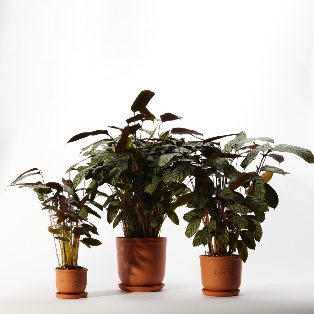 Ктенанта Сетоса