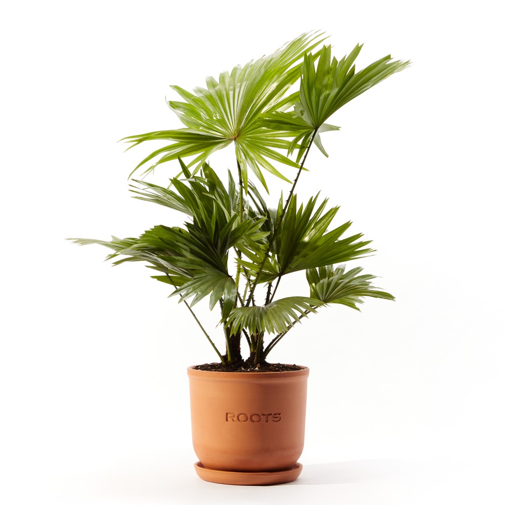 Ливинстона Ротундифолиа