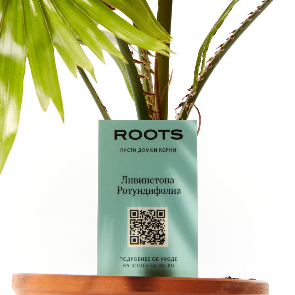 Ливинстона Ротундифолиа