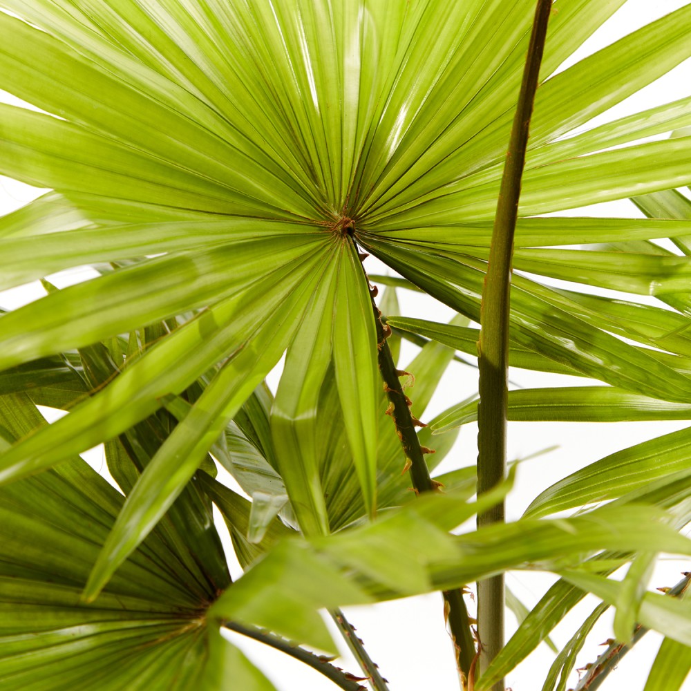 Ливинстона Ротундифолиа