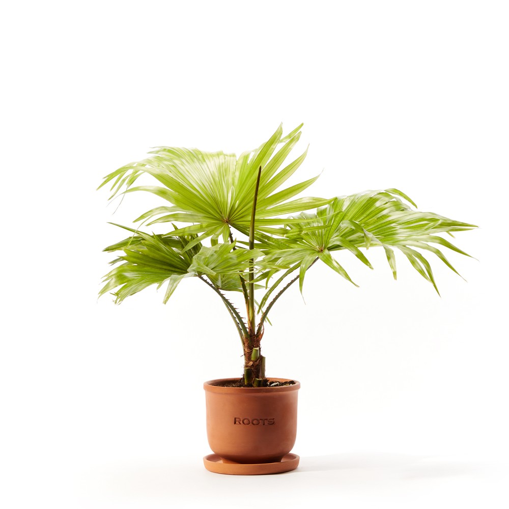 Ливинстона Ротундифолиа