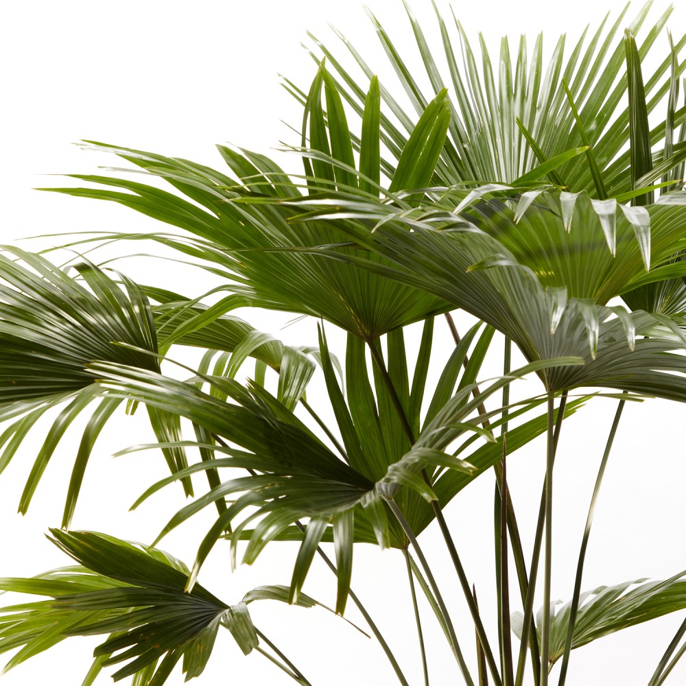 Ливинстона Ротундифолиа Ливинстона Ротундифолиа