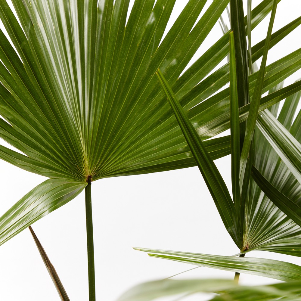 Ливинстона Ротундифолиа Ливинстона Ротундифолиа