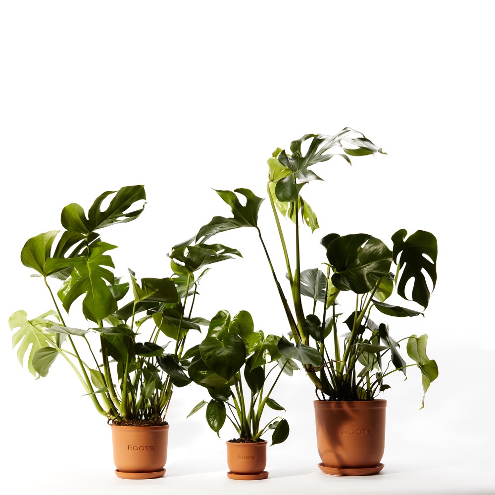 Монстера Делициоза Монстера Делициоза