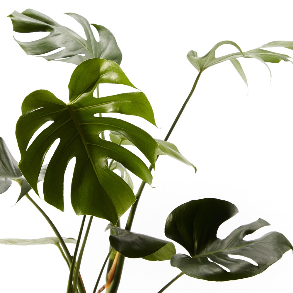 Монстера Делициоза Монстера Делициоза