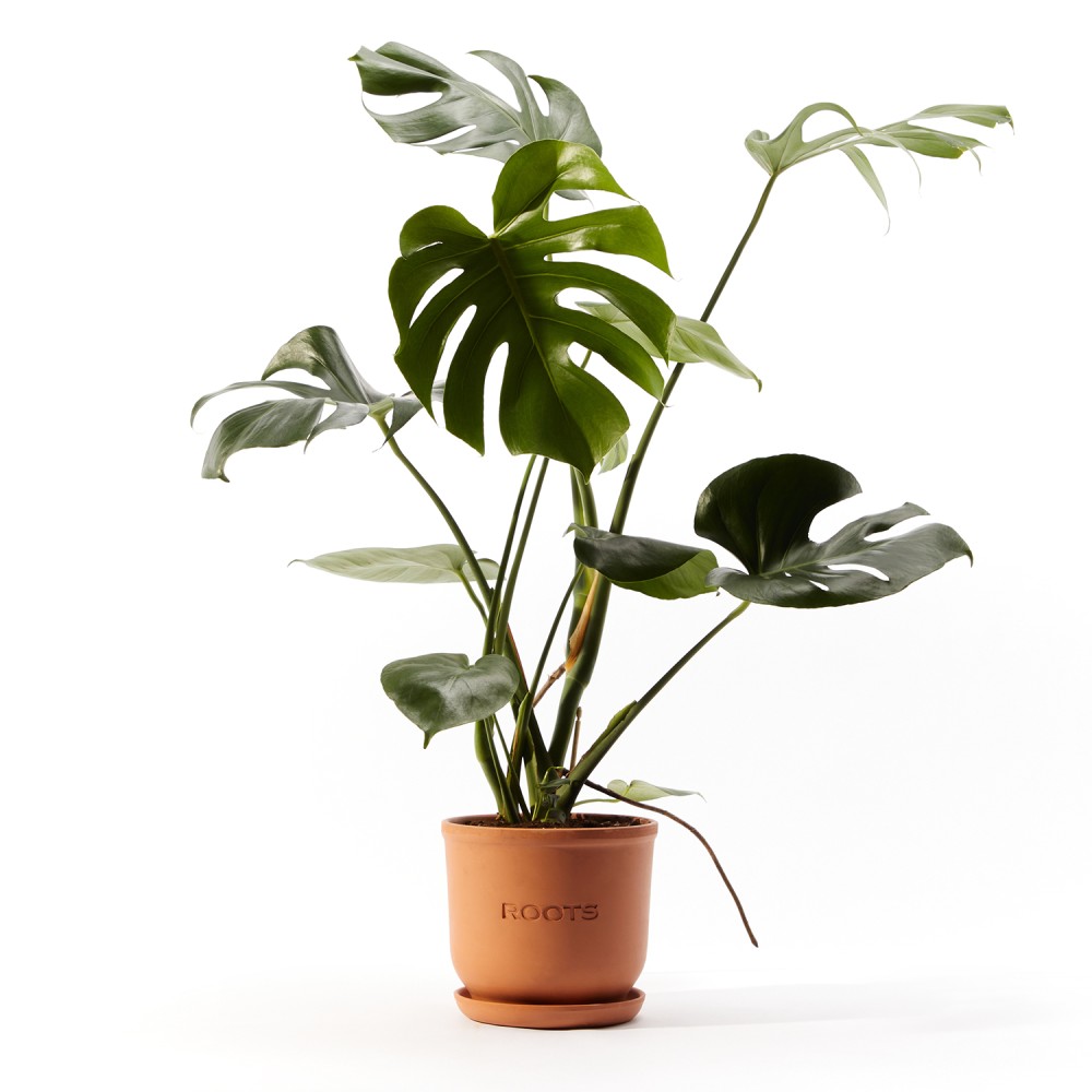 Монстера Делициоза Монстера Делициоза