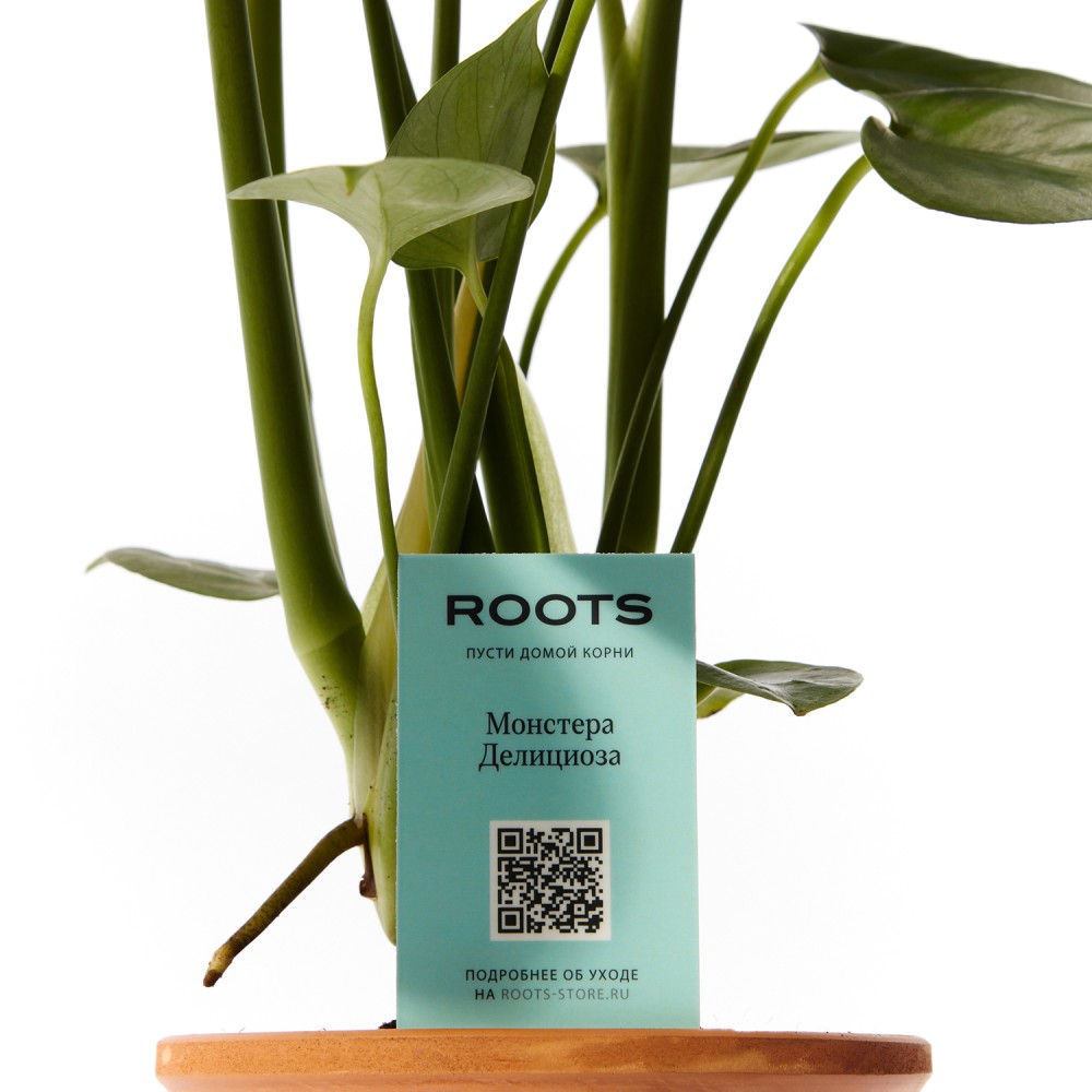 Монстера Делициоза Монстера Делициоза