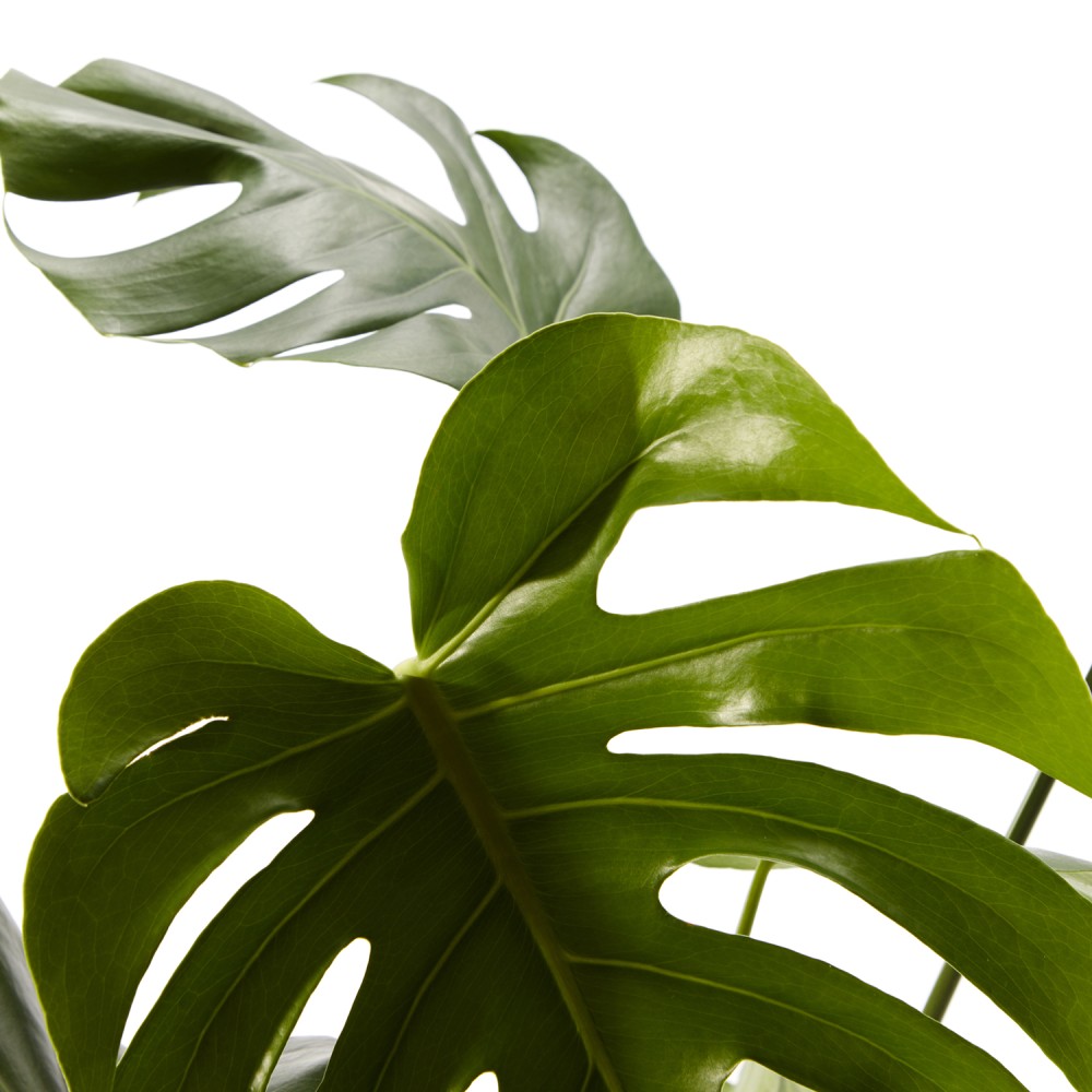 Монстера Делициоза Монстера Делициоза