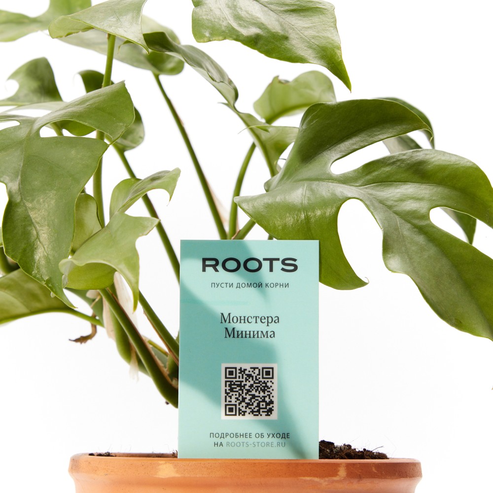 Монстера Минима Монстера Минима