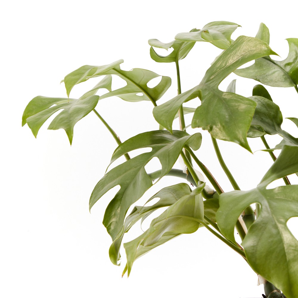 Монстера Минима Монстера Минима