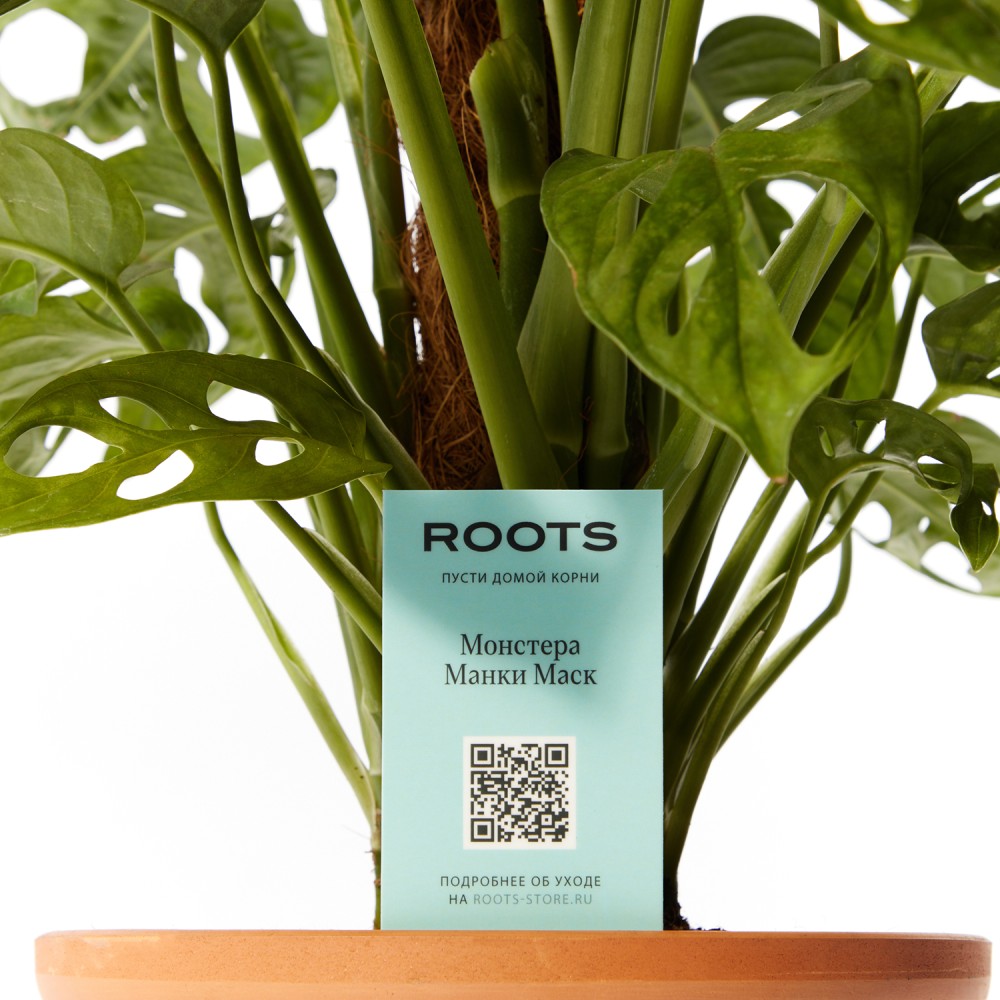 Монстера Манки Маск Монстера Манки Маск
