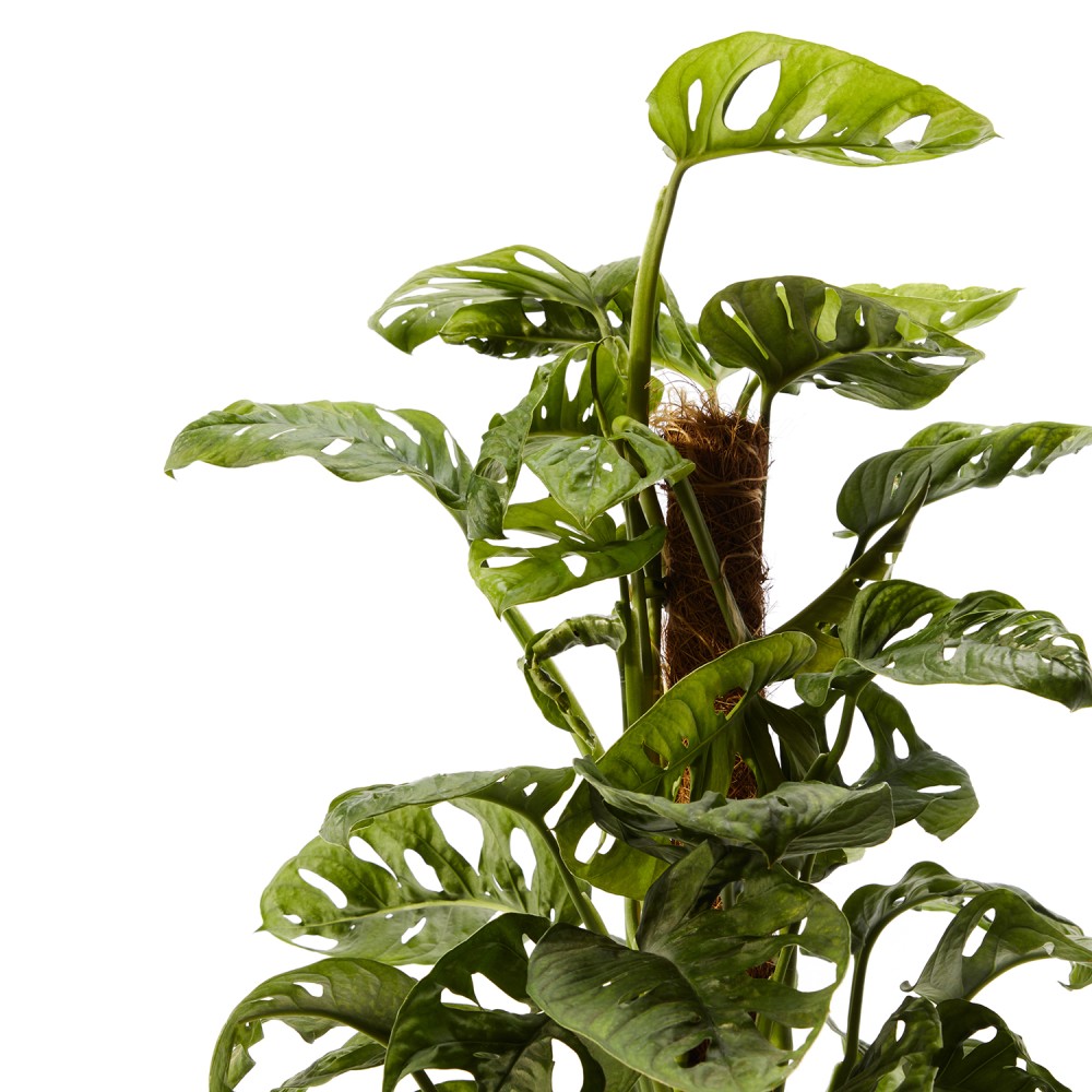 Монстера Манки Маск Монстера Манки Маск