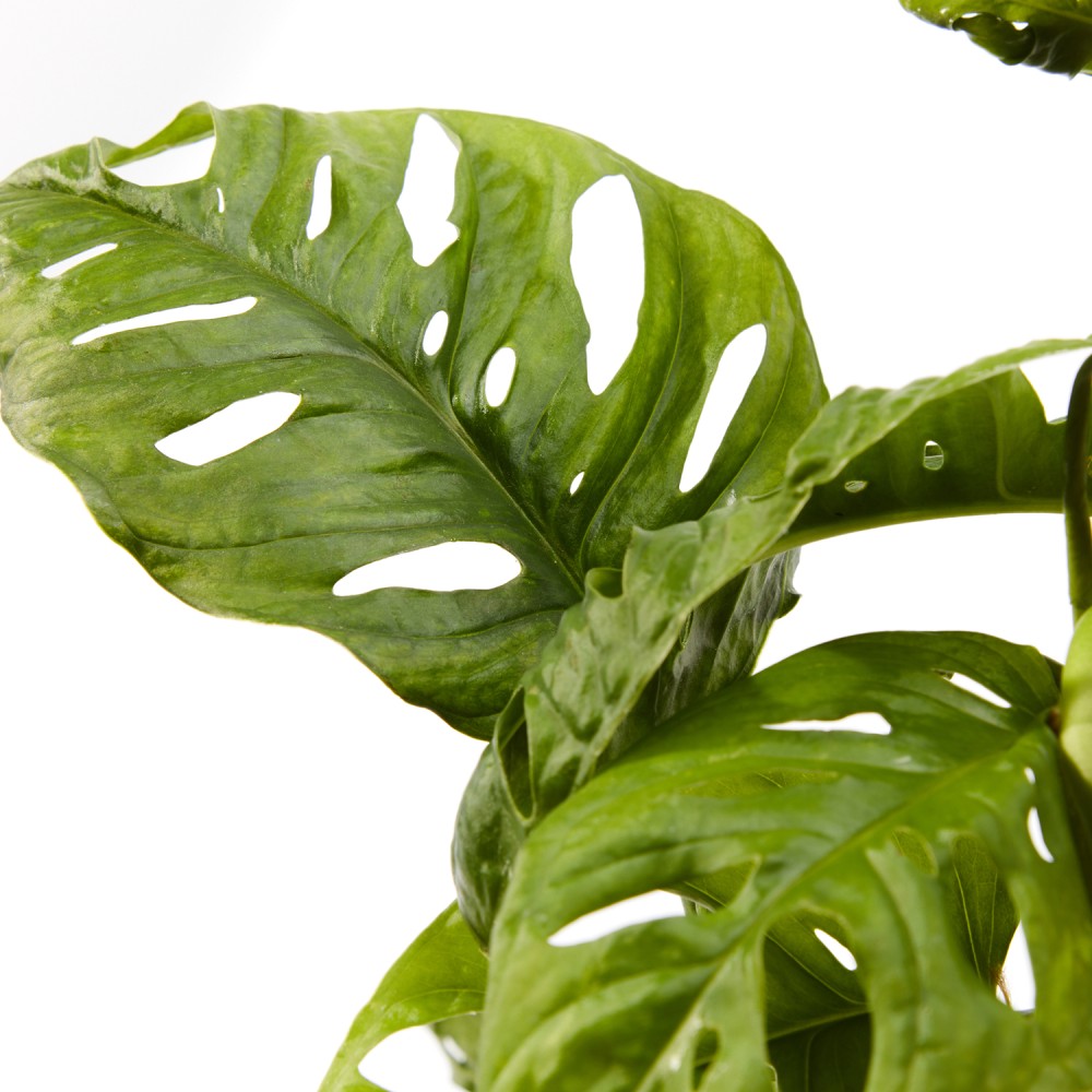 Монстера Манки Маск Монстера Манки Маск