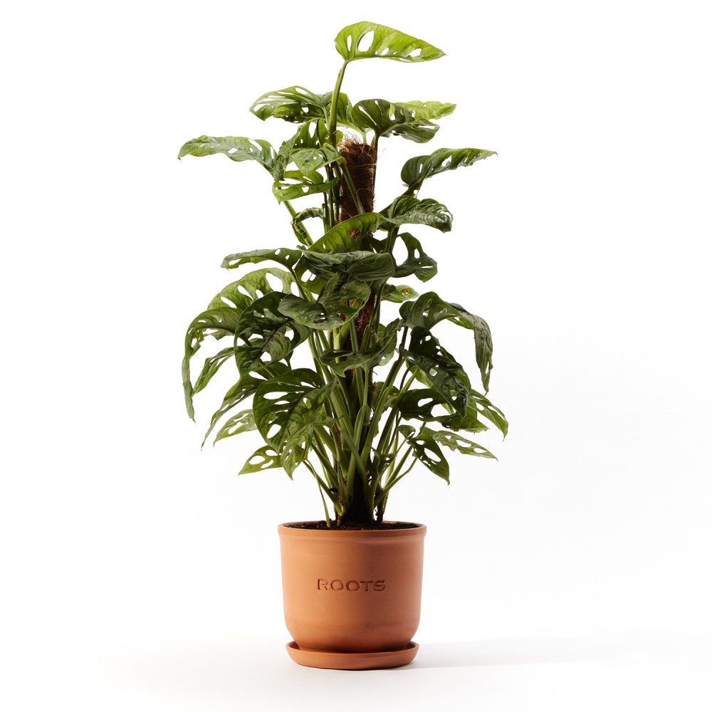 Монстера Манки Маск Монстера Манки Маск