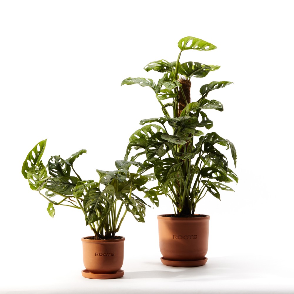 Монстера Манки Маск Монстера Манки Маск