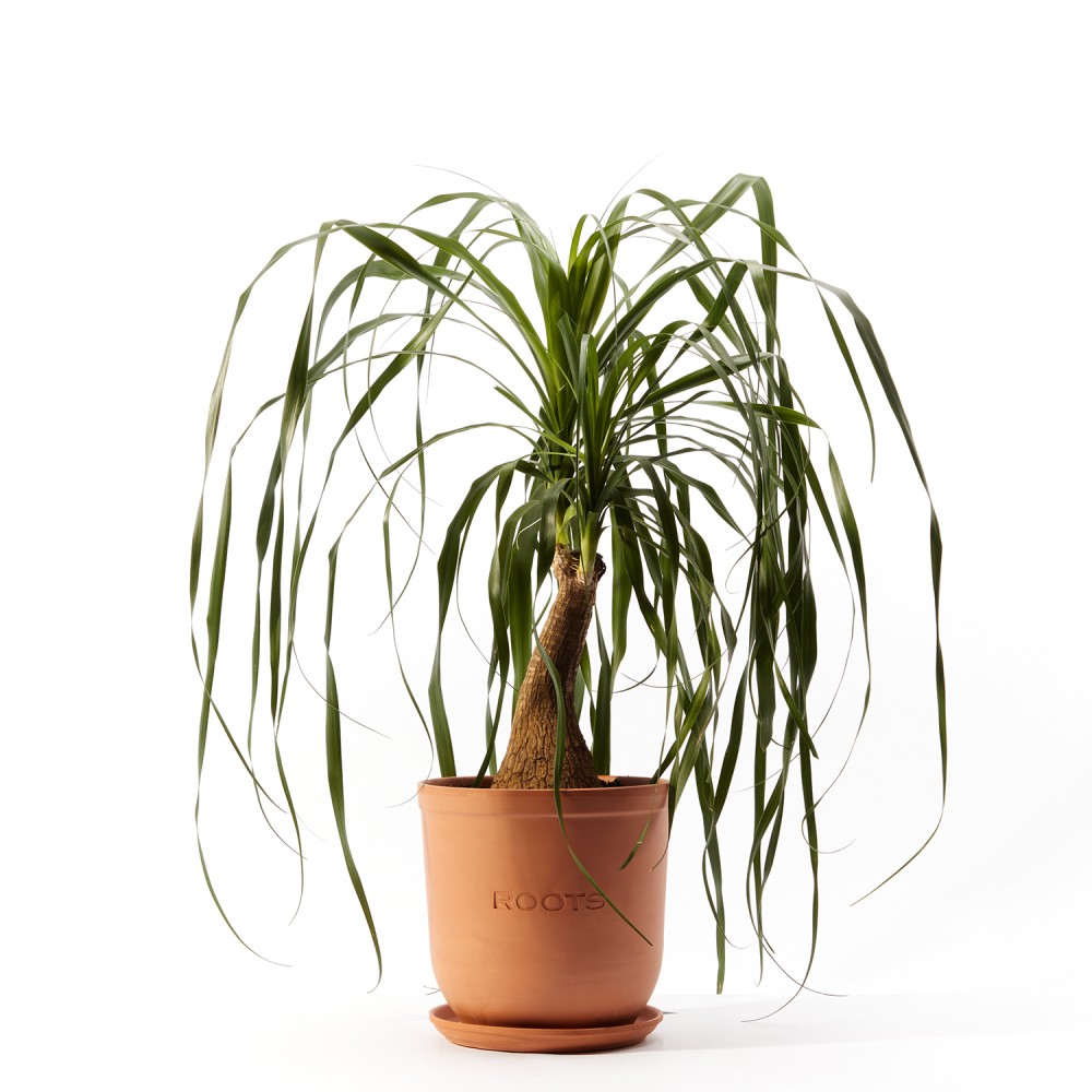 Нолина Нолина