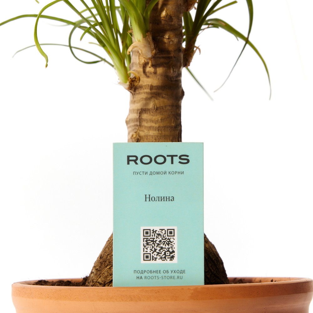 Нолина Нолина