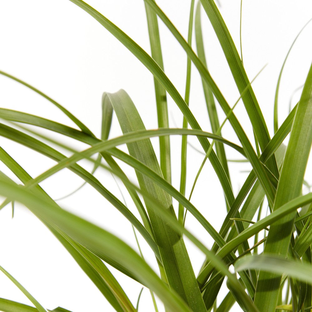 Нолина Нолина