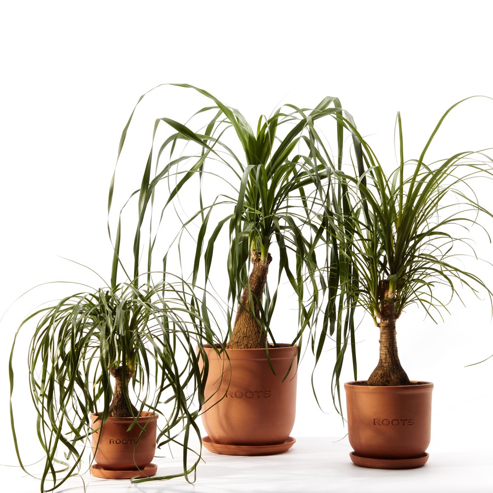 Нолина Нолина