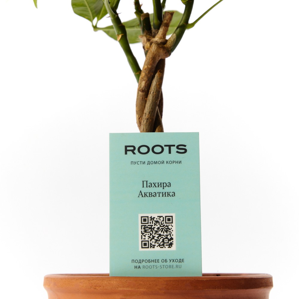 Пахира Акватика Пахира Акватика