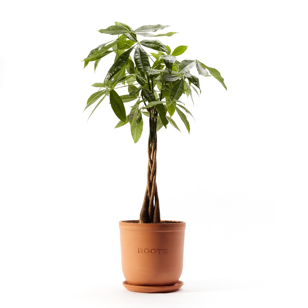 Пахира Акватика Пахира Акватика