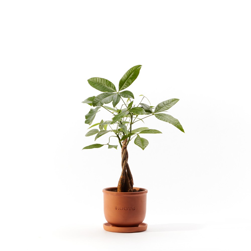 Пахира Акватика Пахира Акватика