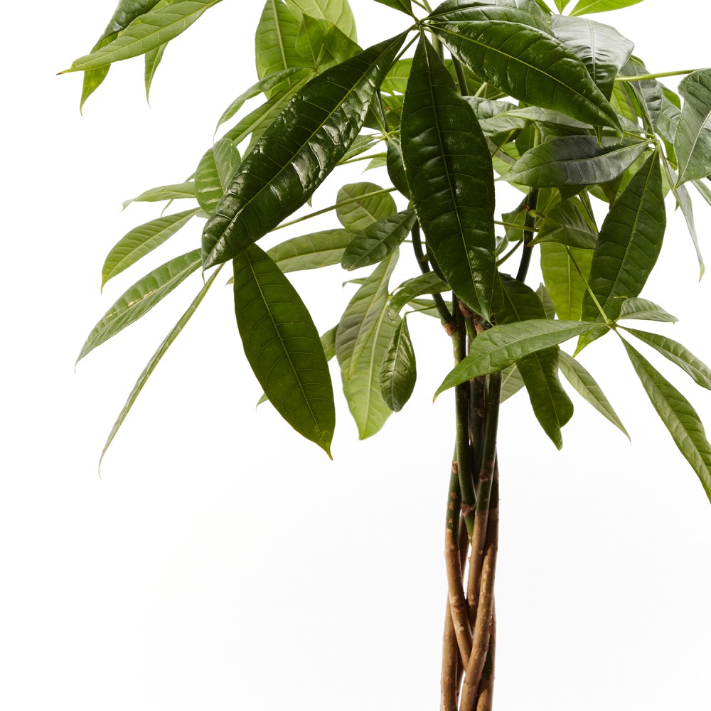 Пахира Акватика Пахира Акватика