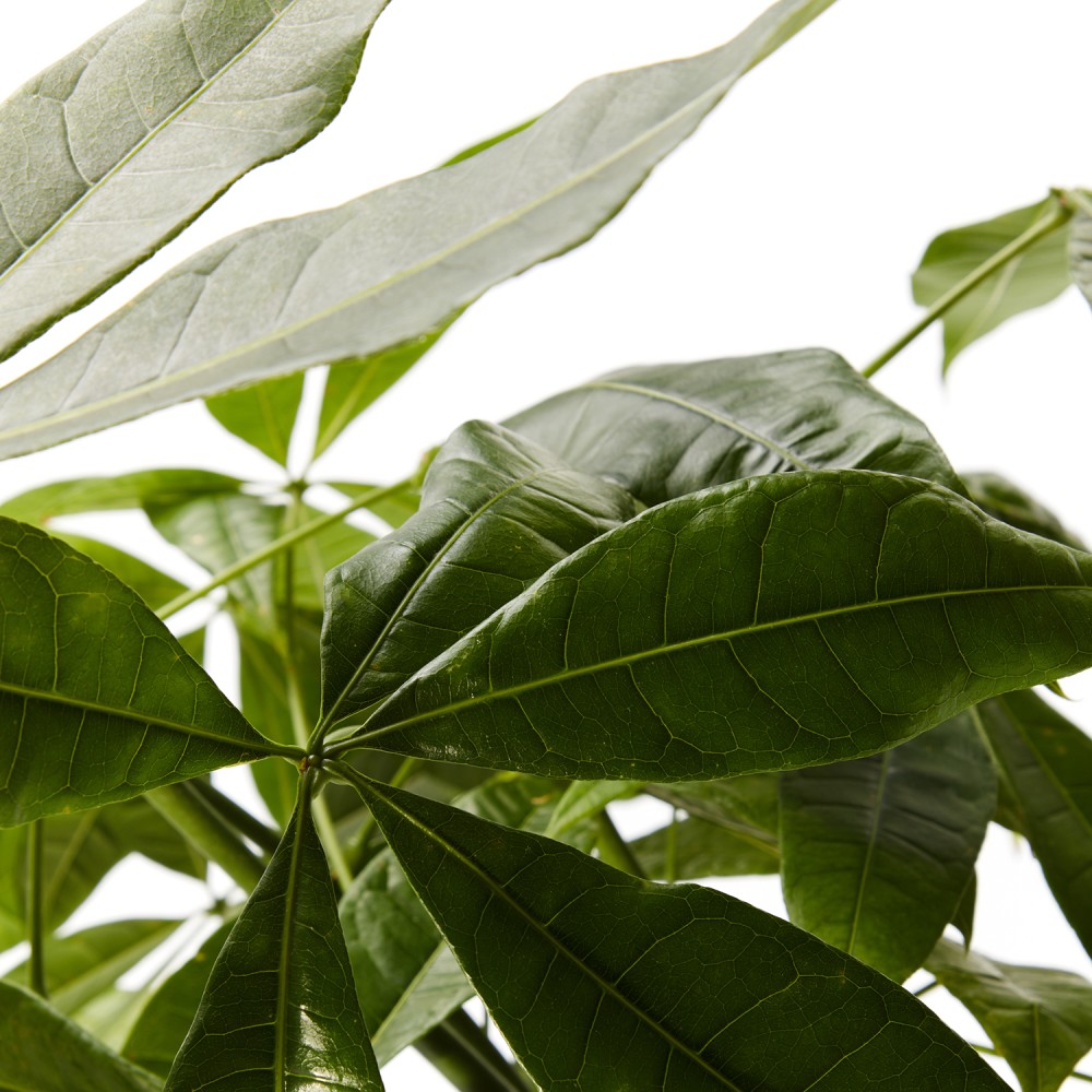 Пахира Акватика Пахира Акватика