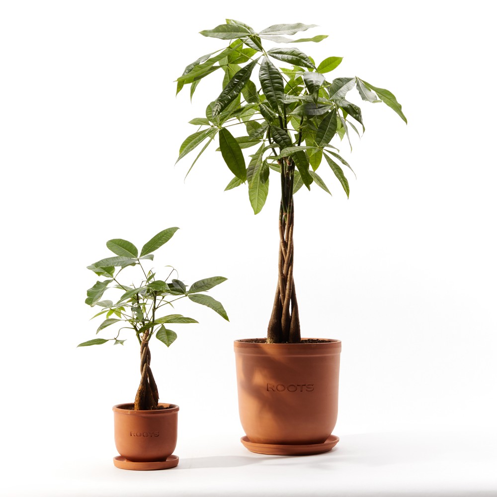 Пахира Акватика Пахира Акватика