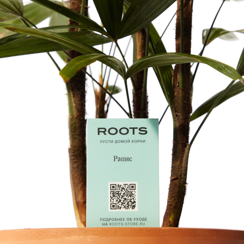 Рапис Рапис