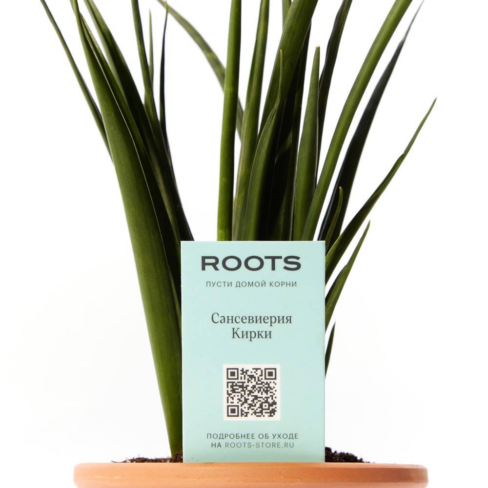 Сансевиерия Кирки Сансевиерия Кирки