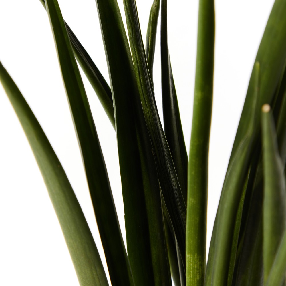 Сансевиерия Кирки Сансевиерия Кирки