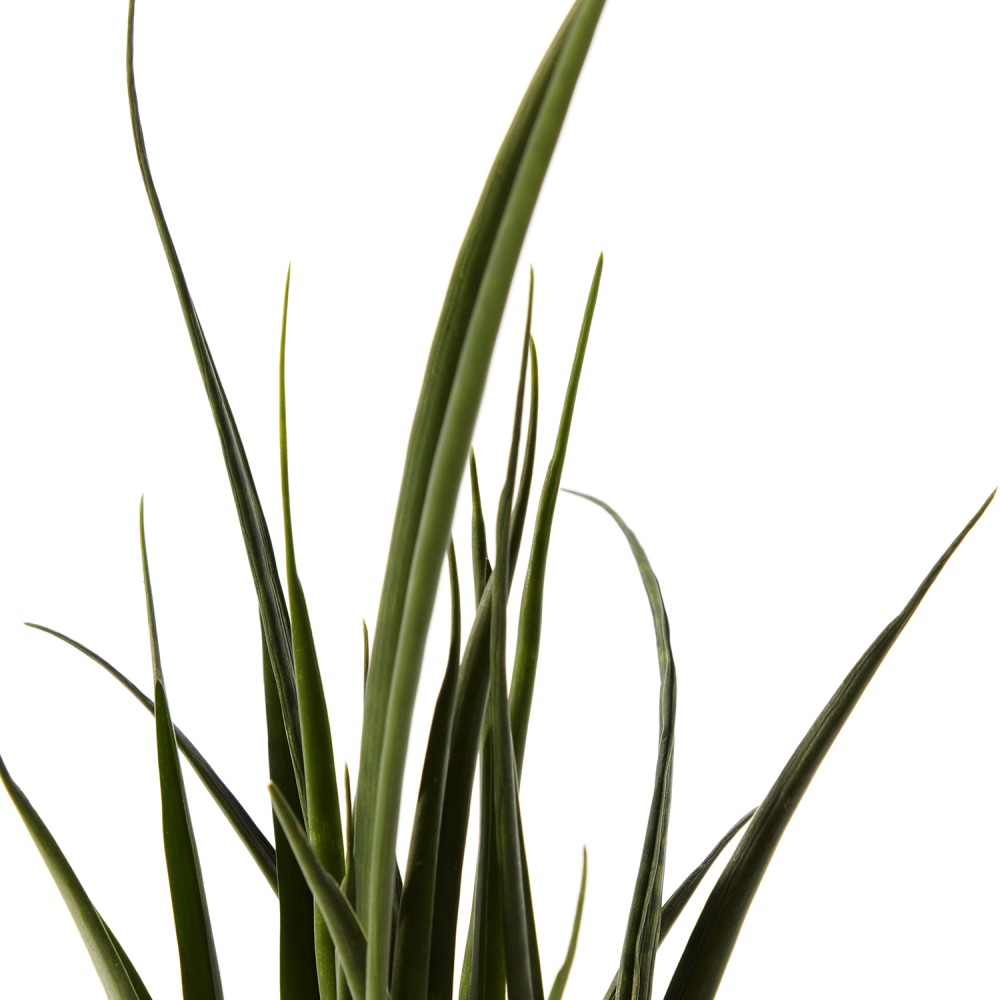 Сансевиерия Кирки Сансевиерия Кирки