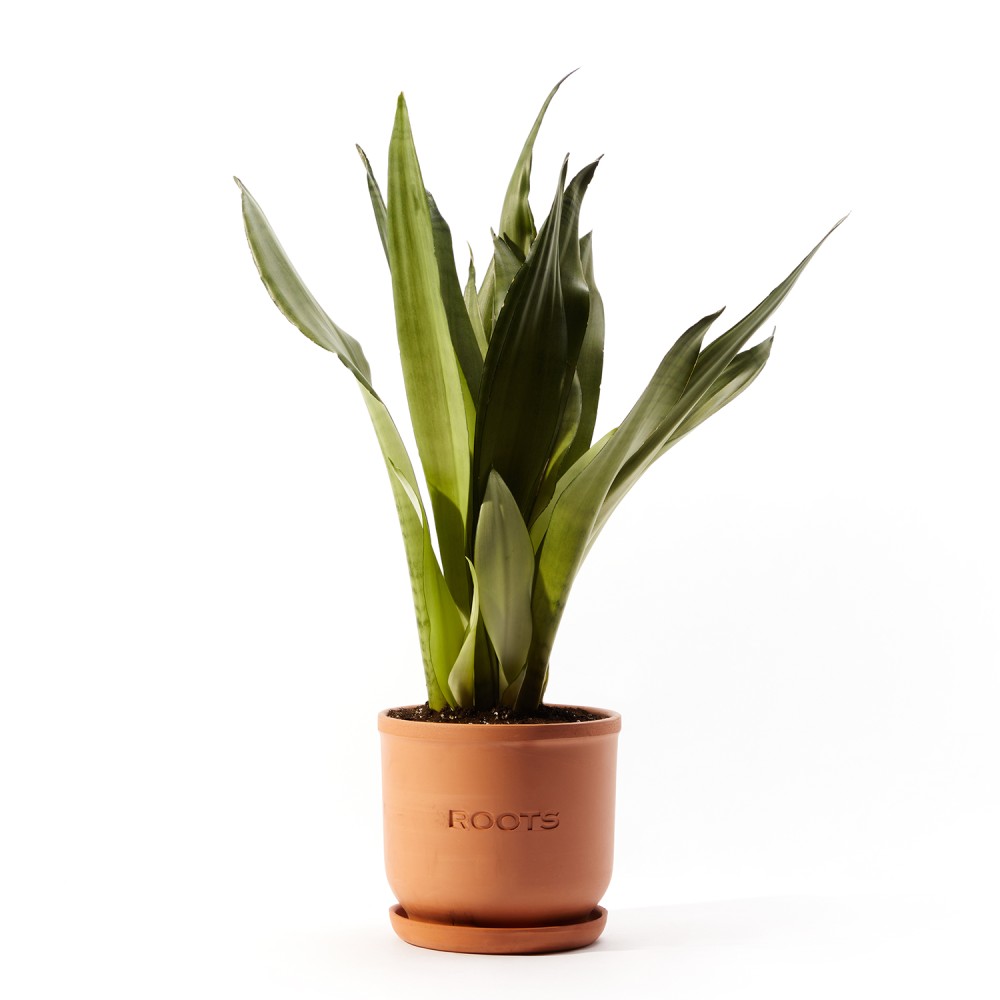 Сансевиерия Муншайн Сансевиерия Муншайн