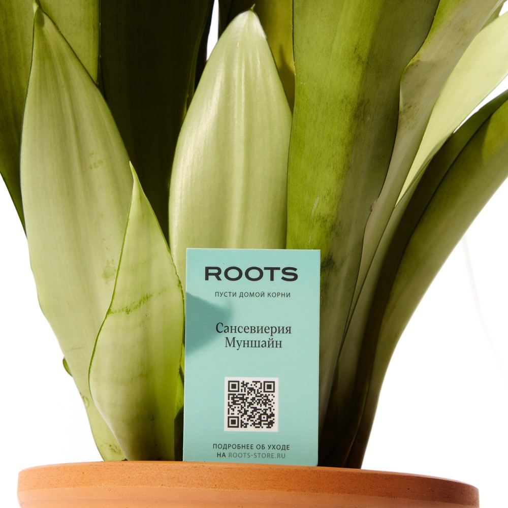 Сансевиерия Муншайн Сансевиерия Муншайн