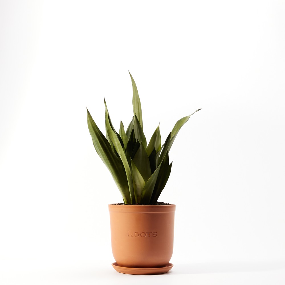 Сансевиерия Муншайн Сансевиерия Муншайн