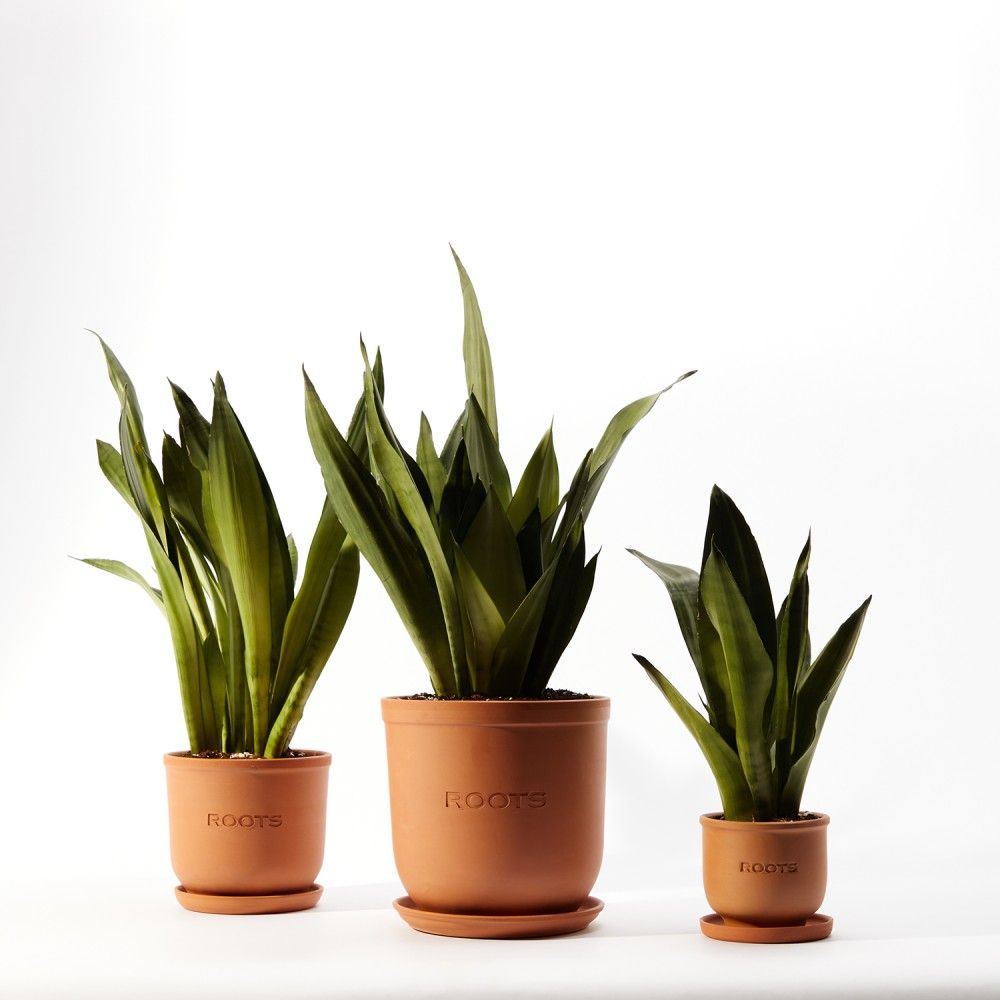 Сансевиерия Муншайн Сансевиерия Муншайн