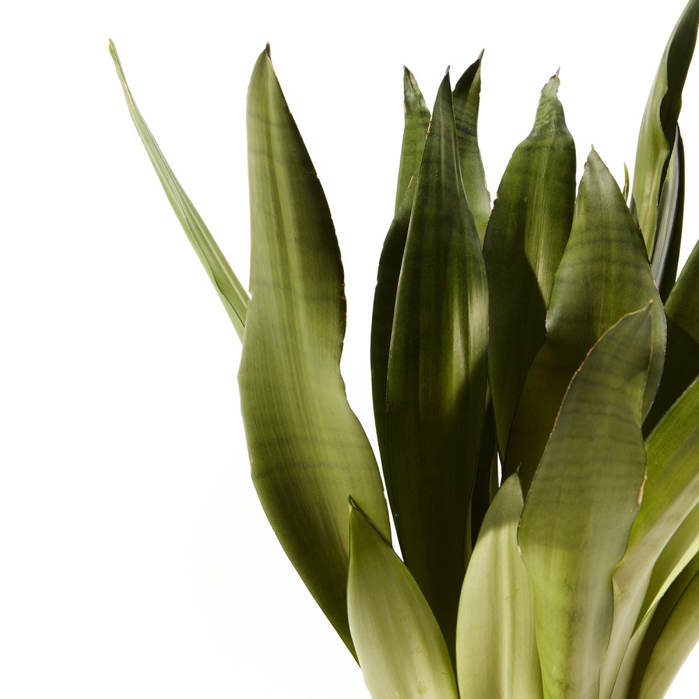 Сансевиерия Муншайн Сансевиерия Муншайн