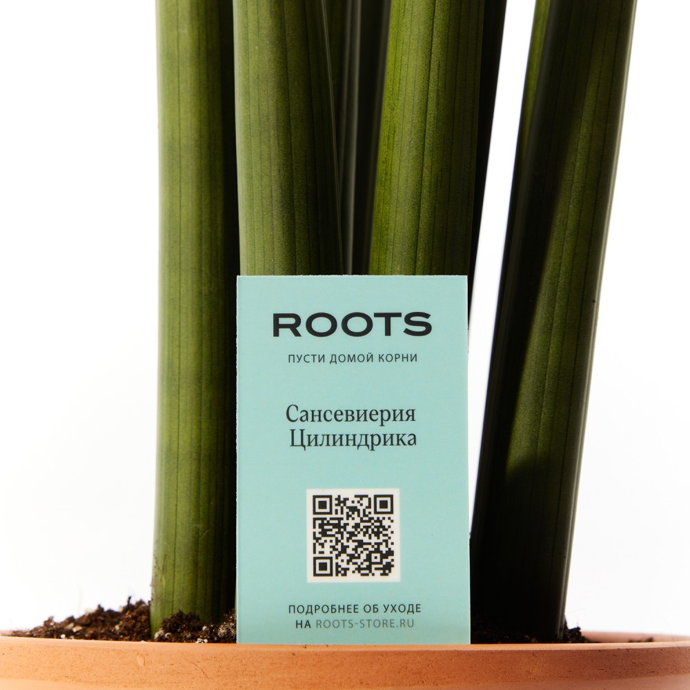 Сансевиерия Цилиндрика Сансевиерия Цилиндрика