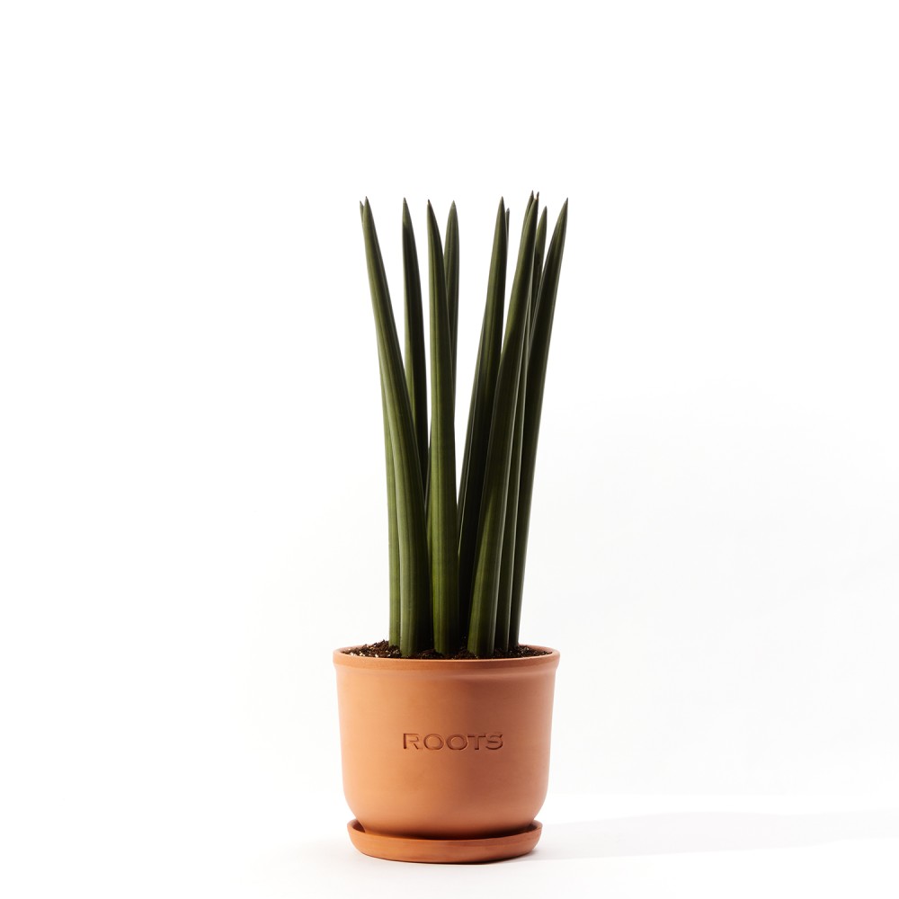 Сансевиерия Цилиндрика Сансевиерия Цилиндрика